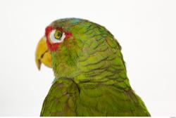 Head Parrot